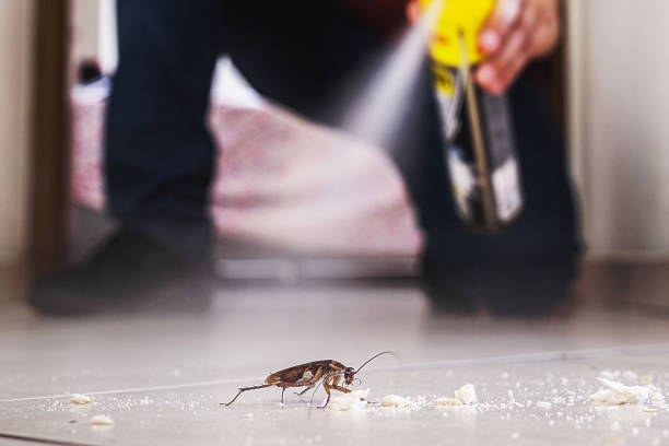 Best Affordable Pest Control Services  in Louisville, KY